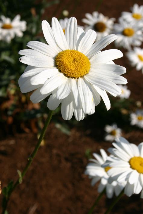 are daisies cheap